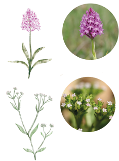 Orchis pyramidal et mâche à fruits velus