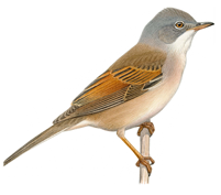 Fauvette grisette