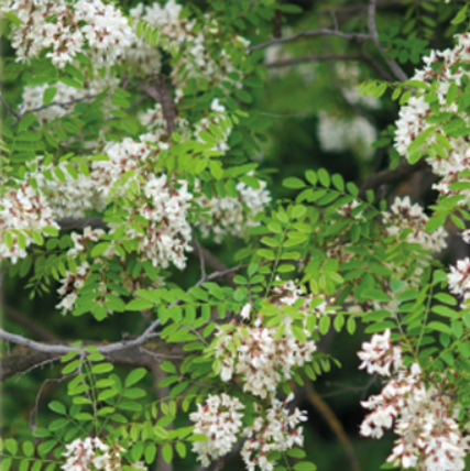 Feuillage et fleur du robinier