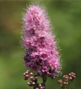 Gros plan sur Fleur de spirée à feuilles de saule