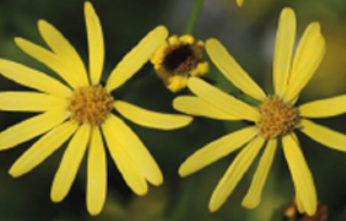 Gros plan sur deux fleurs jaune du Sénéçon du Cap