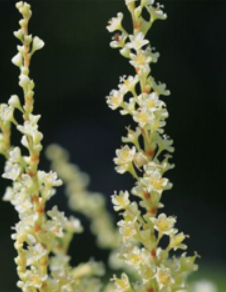 Fleur renouées asiatiques