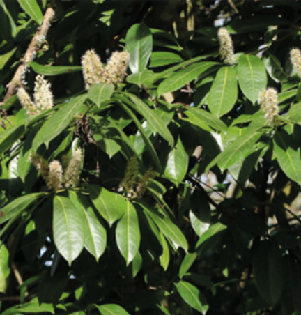 Feuillage du prunier laurier cerise